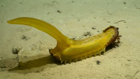 A sea cucumber, dubbed the “gummy squirrel” (Psychropotes longicauda), encountered at a depth of 5,100 meters (about 16,700 feet) on abyssal sediments in the western Clarion-Clipperton Zone. Image courtesy of NOAA/DeepCCZ expedition.