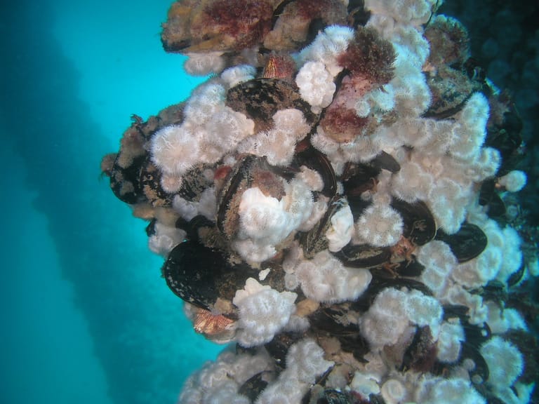 A thriving community of biofouling on a fixed platform (BOEM file image)