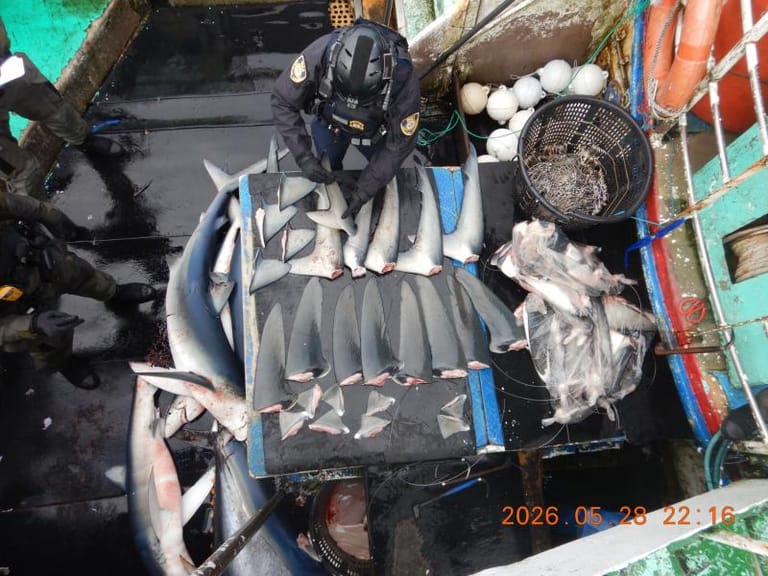 A boarding team crewmember inventories shark fins on a suspect vessel, May 2026 (NOAA Fisheries)