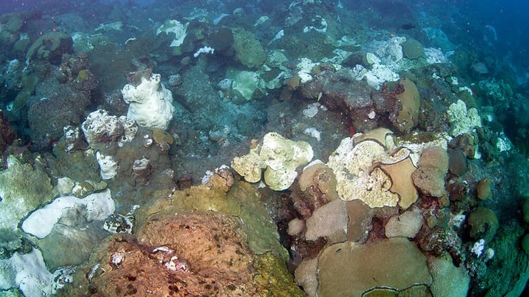 Bleaching coral heads (NOAA file image)