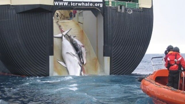 File image courtesy Sea Shepherd