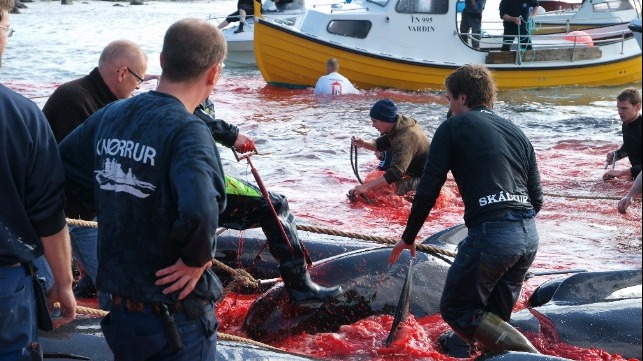 Faroe Islands - image source iStock