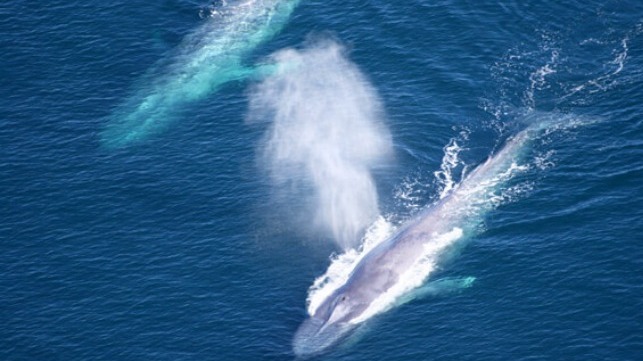 Ballenas azules