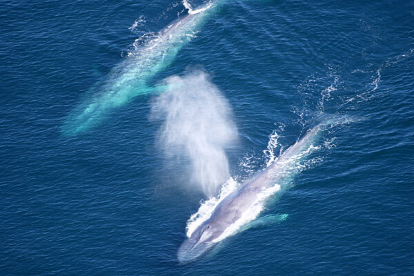 Ships Reduced Speeds off California to Protect Blue Whales and Skies