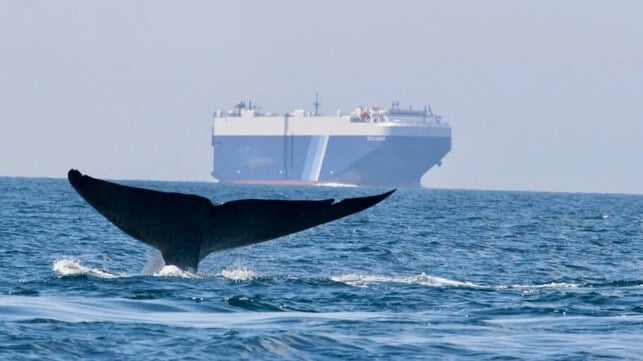 Ships Reduced Speeds off California to Protect Blue Whales and Skies