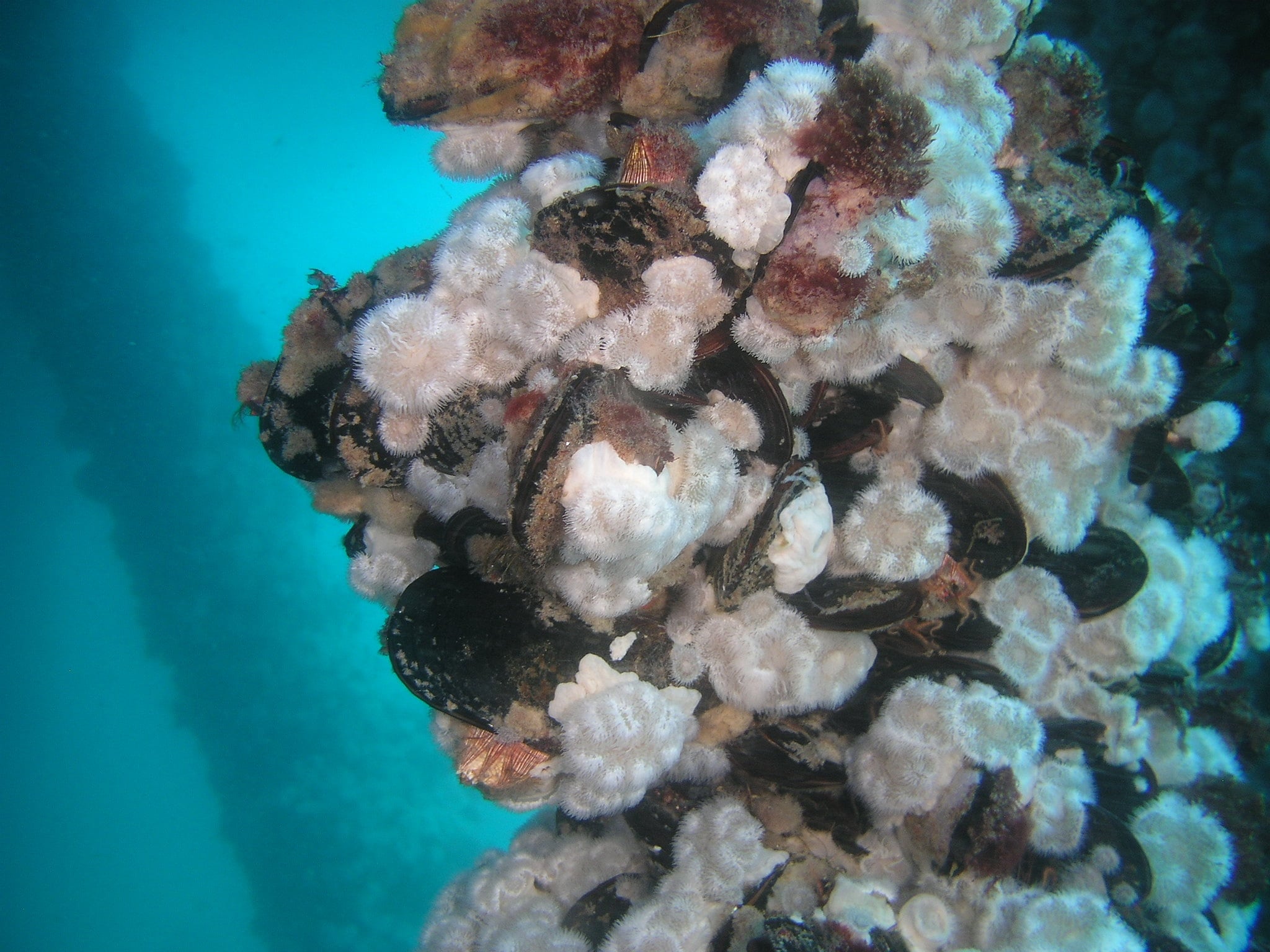 A thriving community of biofouling on a fixed platform (BOEM file image)