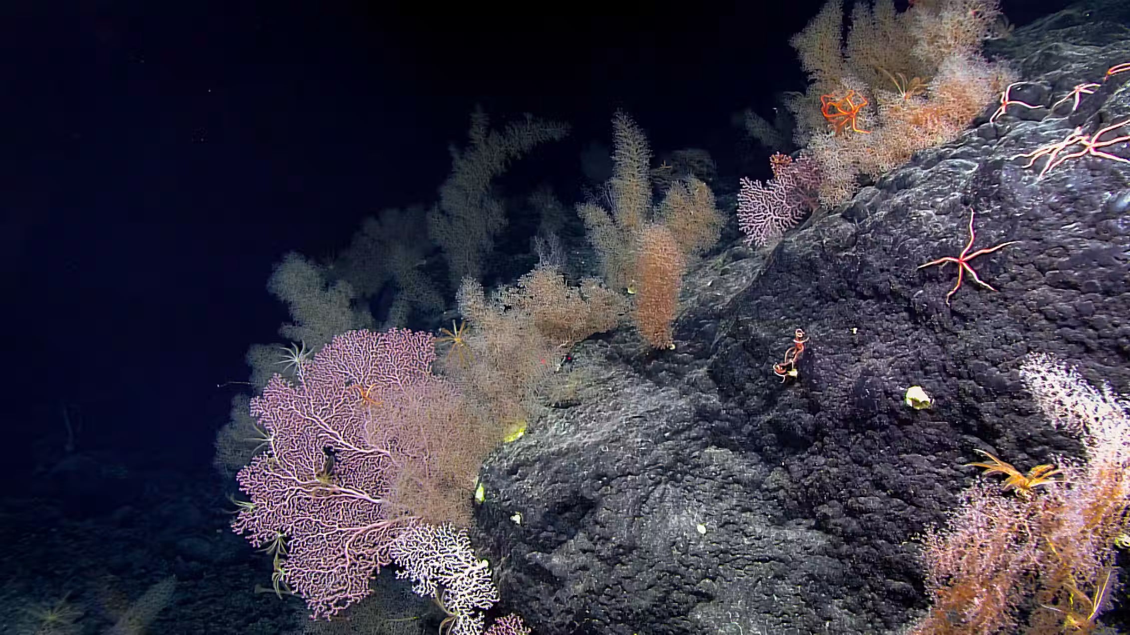 Seamounts are vital oases in the open sea. NOAA, CC BY-NC-ND