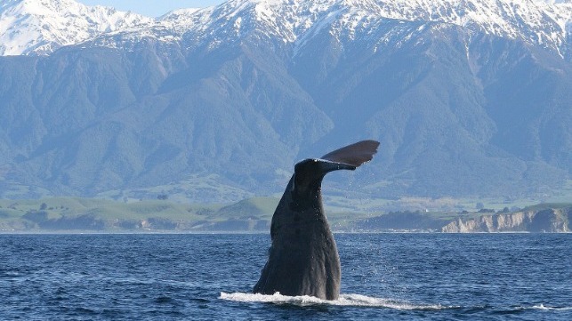 Diving sperm whale