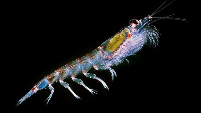 Antarctic krill