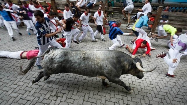 Bull at Pamplona