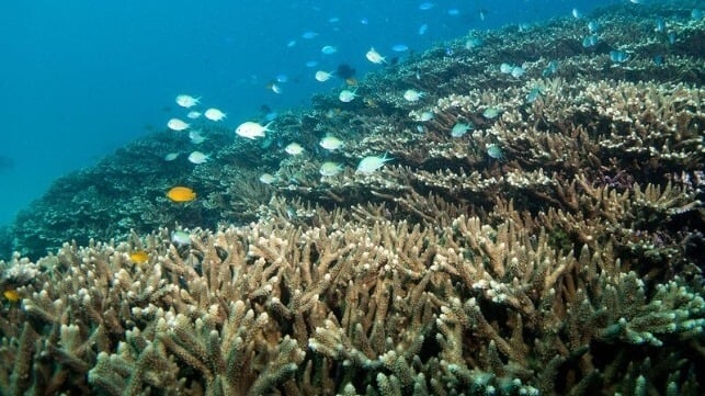 Reef at Ningaloo Marine Park (John Turnbull / CC BY-NC-SA 2.0)