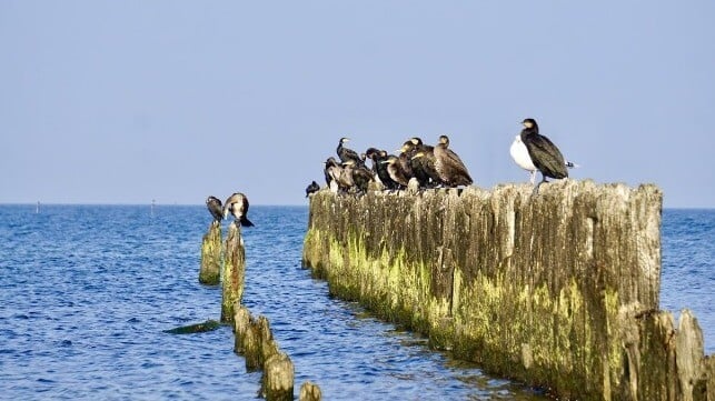 Cormorants