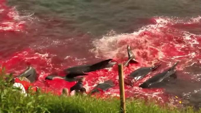 Denmark Pilot Whale Slaughter
