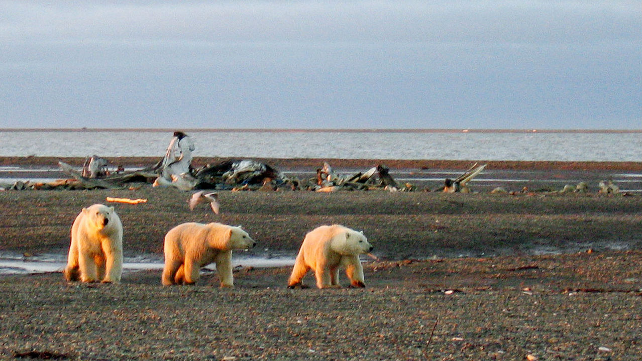 Coastline of Beaufort Sea