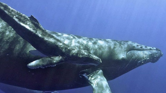 humpback with calf