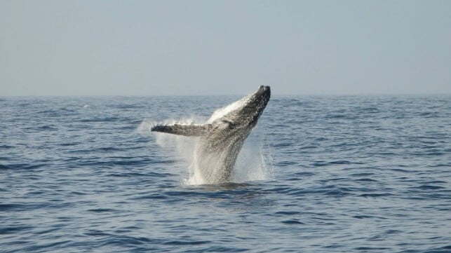 Humpback whale