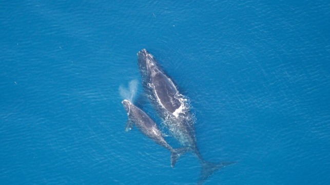 North Atlantic right whales