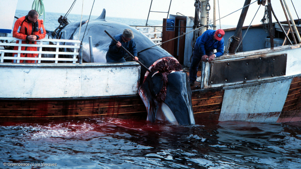 whaling in Norway
