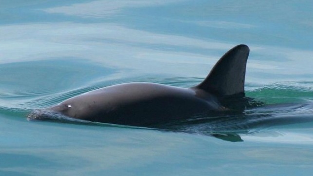 vaquita