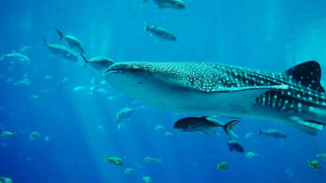 whale shark