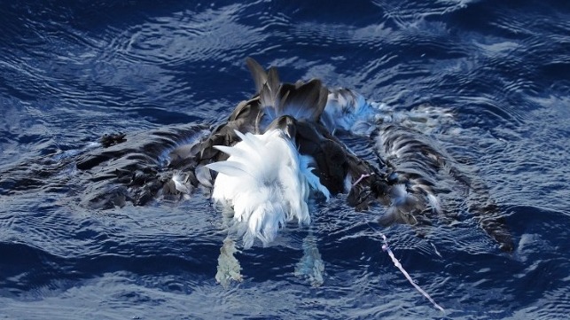 Dead albatross with balloons courtesy of Todd Burrows