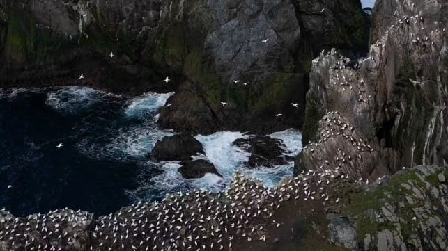 Gannet colony at Hermaness Nature Reserve on Unst in the Shetlands. Sophie Bolesworth/90 North Foundation, CC BY-NC-ND