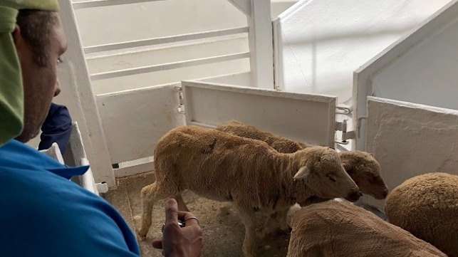 Sheep being loaded on the Maysora