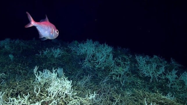 Fish with deep sea coral