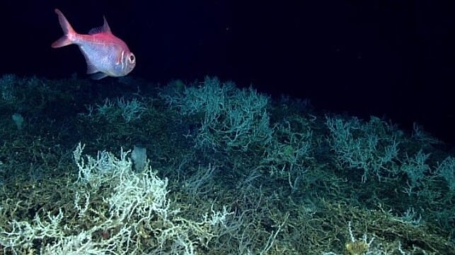 Deep sea coral (NOAA file image). The zone where carbonate-containing life forms like these dissolve in deep water is set to expand by about 14 million square miles.