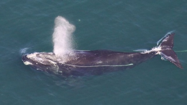 Entangled right whale 