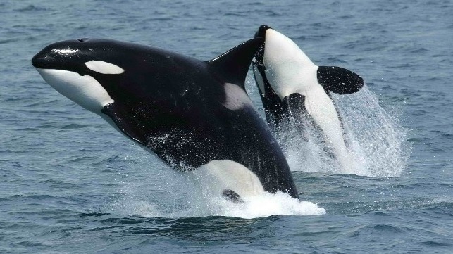file photo: killer whale