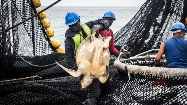 Gabonese authorities remove turtle bycatch from a net during an enforcement boarding aided by Sea Shepherd, 2017 (Sea Shepherd)