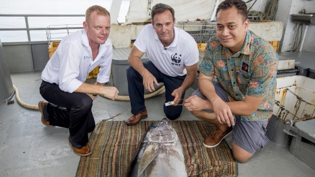 Image: Brett ?Blu? Heywood, SeaQuest Fiji CEO, Dermot O'Gorman WWF-Australia CEO and Ken Katafono, TraSeable Solutions CEO next to a yellowfin tuna about to be tagged with QR code. Fiji waters, December 2017.