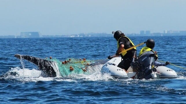 A Raben team rescues an entangled whale in the Banderas Bay, Jalisco state, Pacific Coast of Mexico. Untangling large mammals is a risky task, as rescuers could become caught in the fishing gear they are trying to cut loose. (Image: Ecobac)