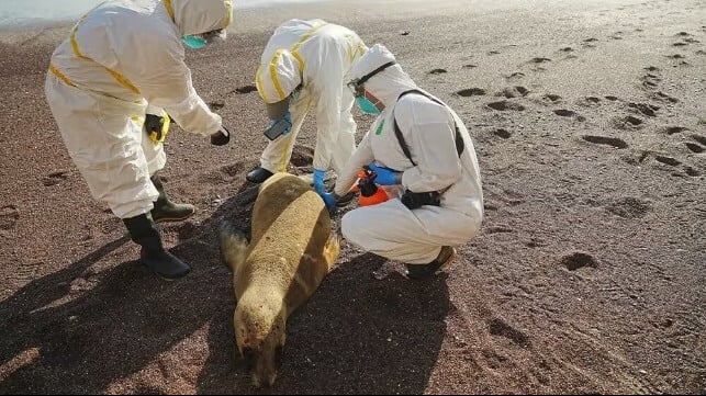 Scientists from Peru’s national parks agency take samples from a dead sea lion suspected of falling victim to bird flu, 2023 (Peruvian government handout)