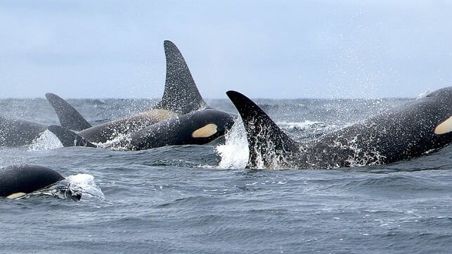 Southern resident killer whales (NOAA)