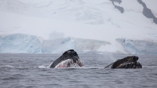 Whale