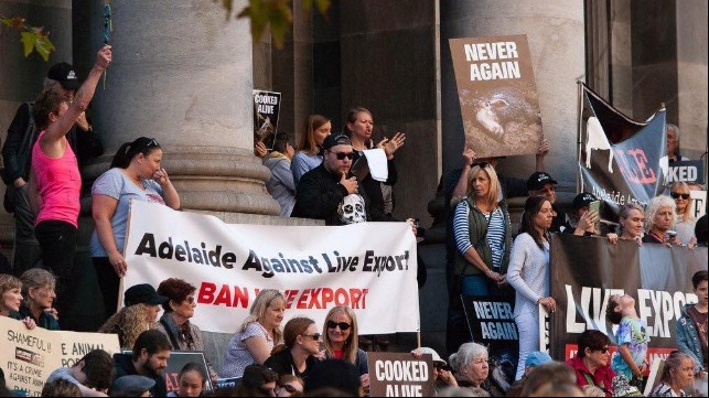 Credit: Adelaide Against Live Export