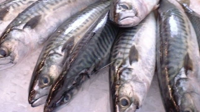 mackerel