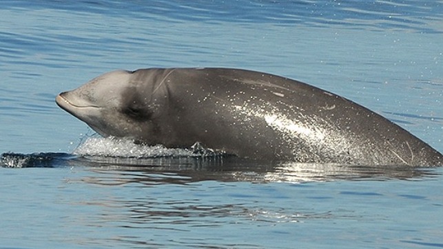 A Cuvier’s beaked whale on the Navy sonar range off California. Image: A. Friedlaender; NMFS permit #14534