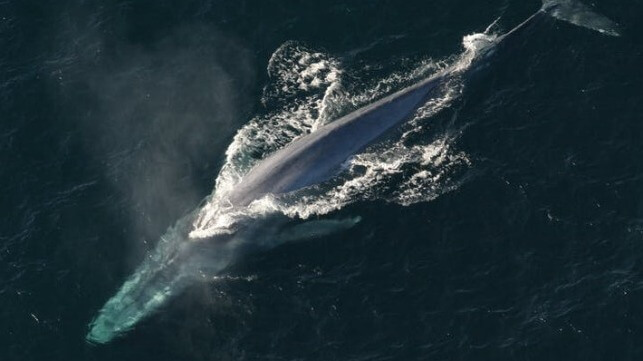 Whale injured by ship strike