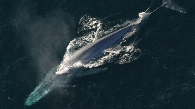 blue whale