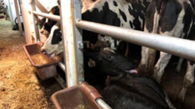 cattle suffering heat stress (source IO report 55)
