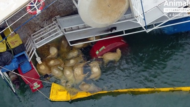 The capsize of the Queen Hind, courtesy of Animals International.