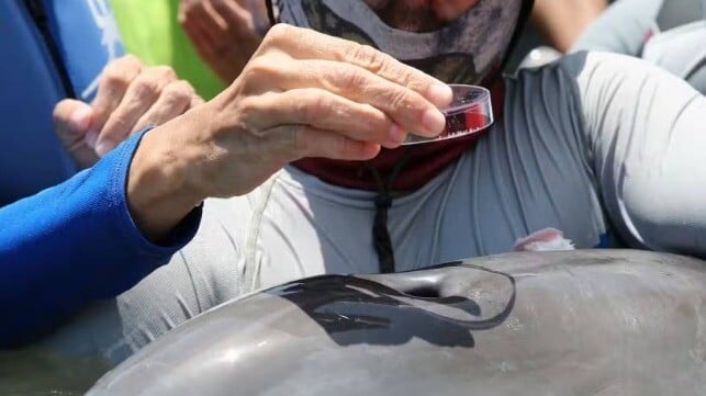 Exhaled breath is collected from a dolphin during a wild dolphin health assessment in Barataria Bay in Louisiana. Todd Speakman/National Marine Mammal Foundation, CC BY-SA