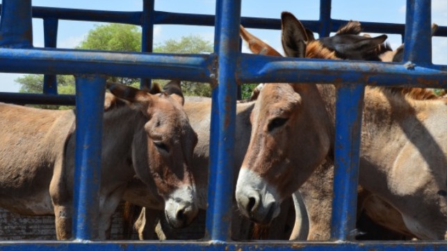 Credit: Donkey Sanctuary