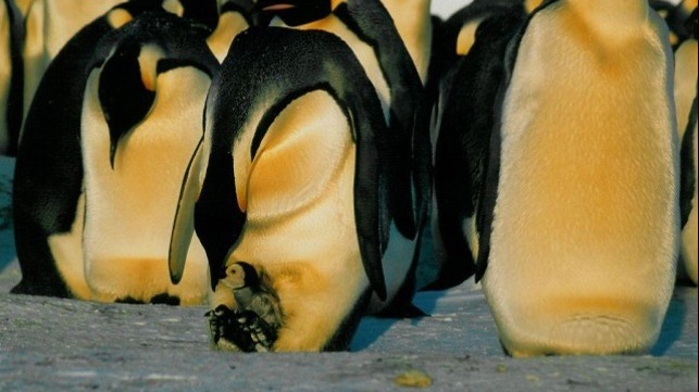 Emperor penguins