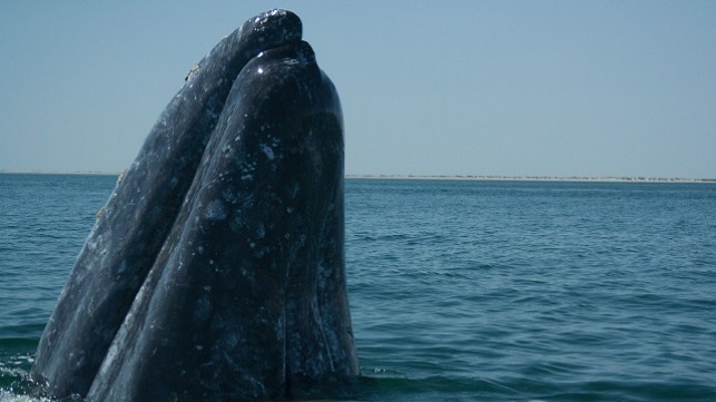 gray whale 