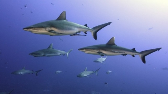 grey reef sharks