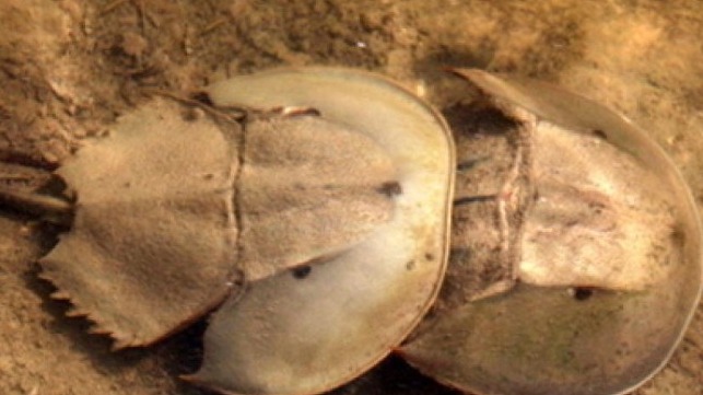Horseshoe Crab Kevin Laurie IUCN.f0b64b 